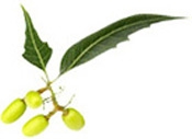 Aceite de neem Puro y Organico Colombia