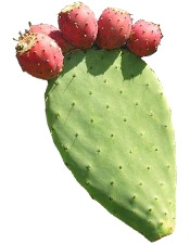 Aceite de cactus Bogota Colombia Puro y Organico
