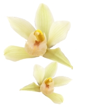 Fragancia cosmética natural flor de vainilla Puro y Organico Colombia