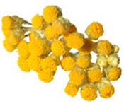 Aceite esencial de Helichrysum de Madagascar BIO Bogota Colombia