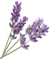 Aroma-Zone Altitude Lavender Essential Oil Puro y Organico Bogota Colombia